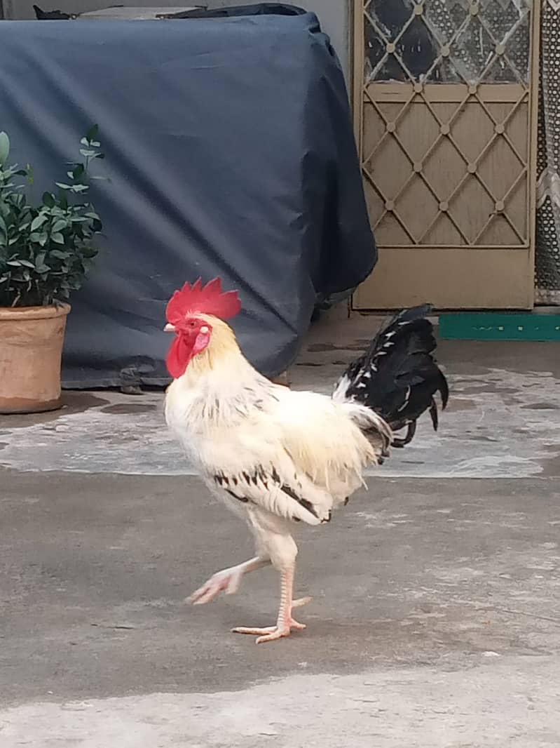 Desi Rooster |Healthy and young 1