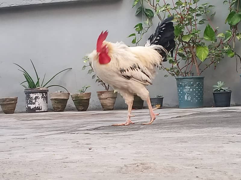 Desi Rooster |Healthy and young 2