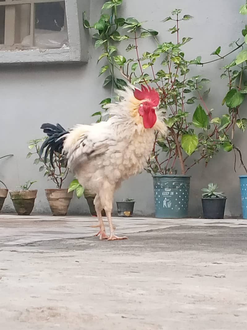 Desi Rooster |Healthy and young 3