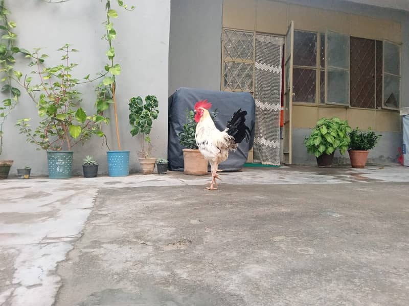 Desi Rooster |Healthy and young 4