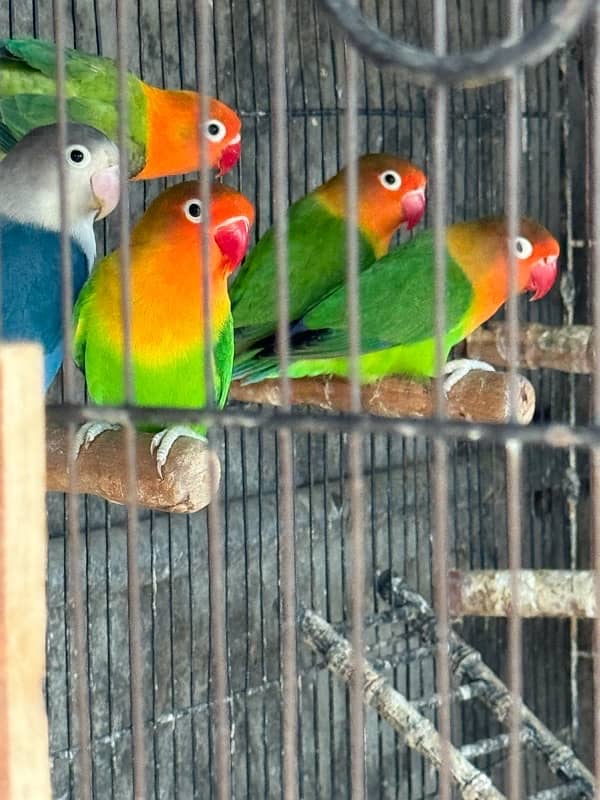 Lovebirds and Hogoromo Breeder pairs 0