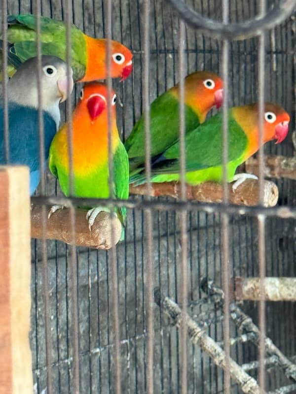 Lovebirds and Hogoromo Breeder pairs 2