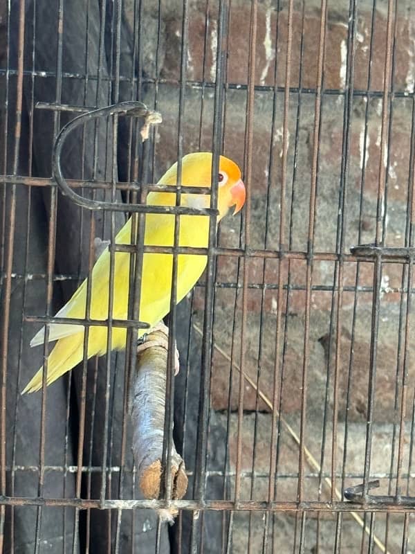 Lovebirds and Hogoromo Breeder pairs 3