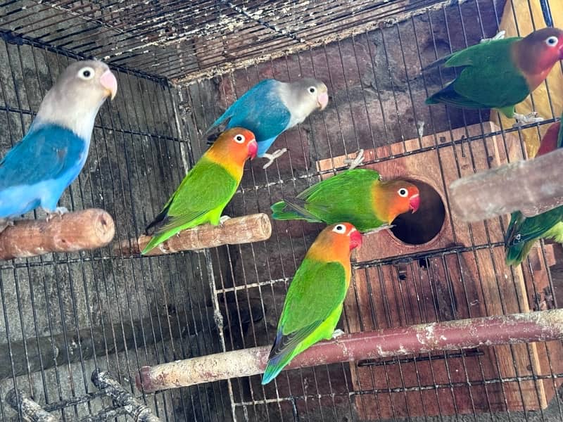 Lovebirds and Hogoromo Breeder pairs 4