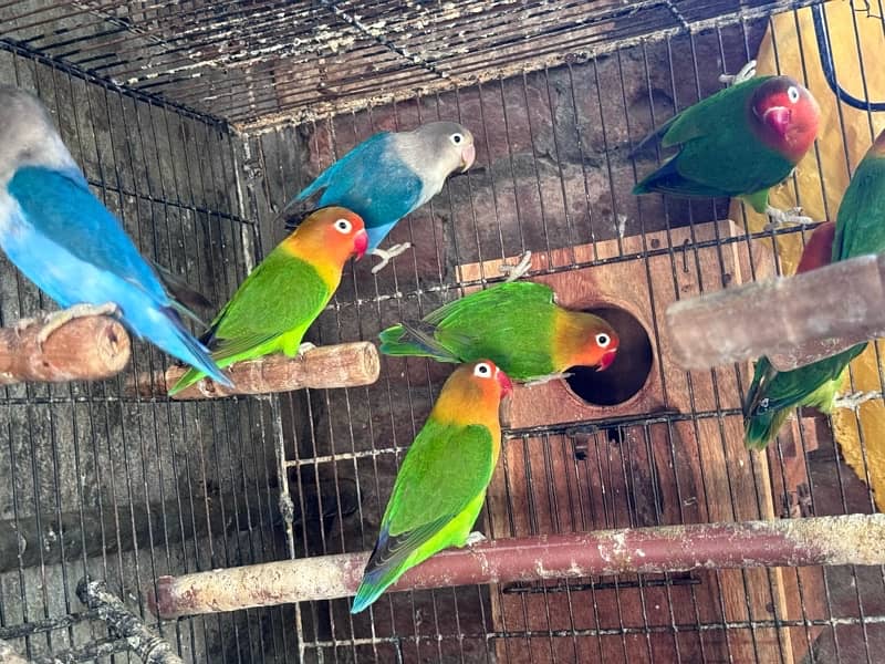 Lovebirds and Hogoromo Breeder pairs 6