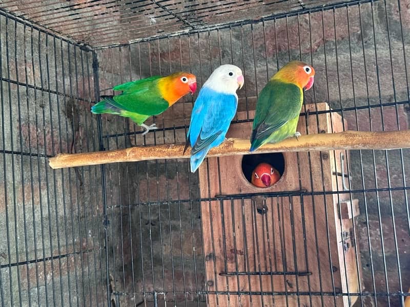 Lovebirds and Hogoromo Breeder pairs 7