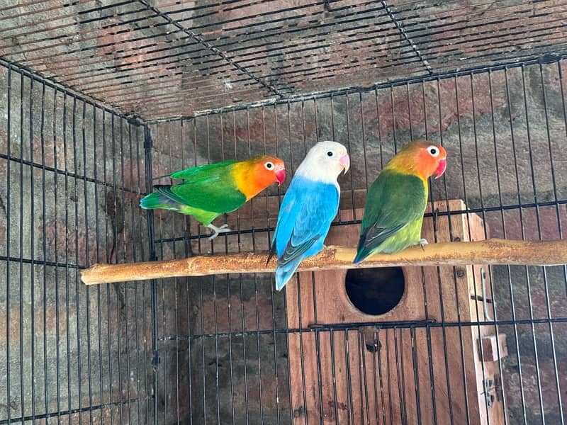 Lovebirds and Hogoromo Breeder pairs 8