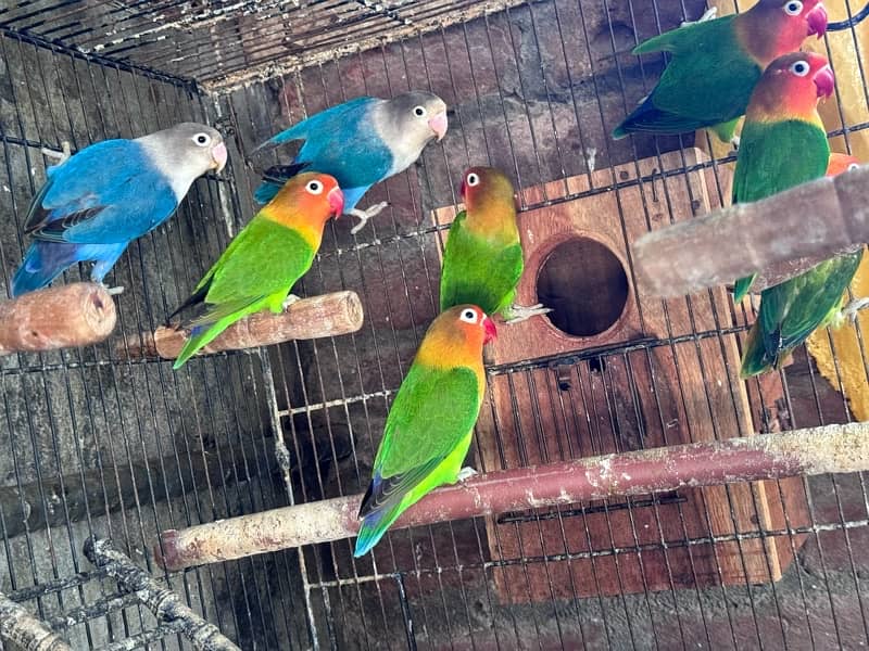 Lovebirds and Hogoromo Breeder pairs 9