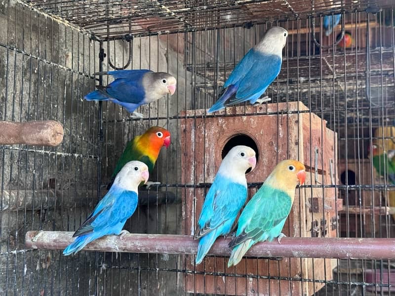 Lovebirds and Hogoromo Breeder pairs 10