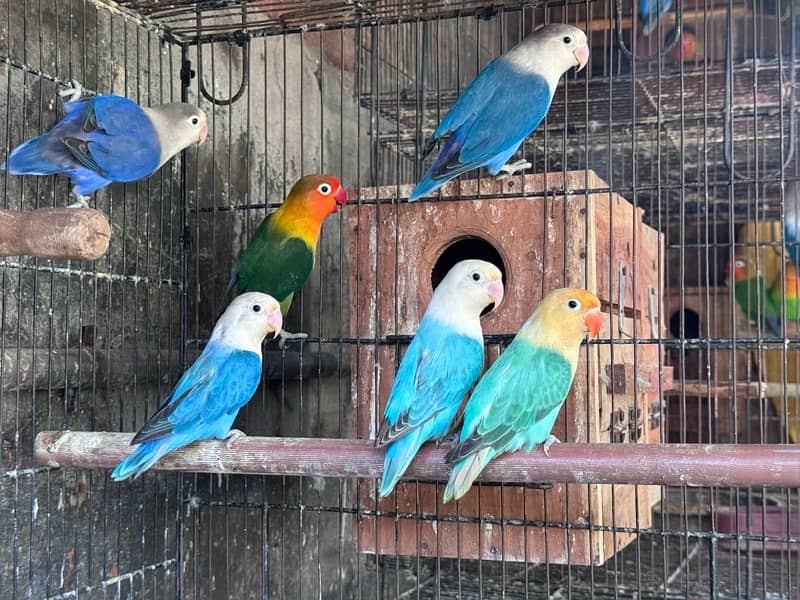 Lovebirds and Hogoromo Breeder pairs 11