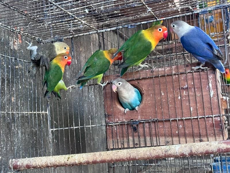 Lovebirds and Hogoromo Breeder pairs 12