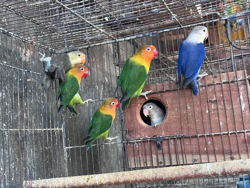 Lovebirds and Hogoromo Breeder pairs 13