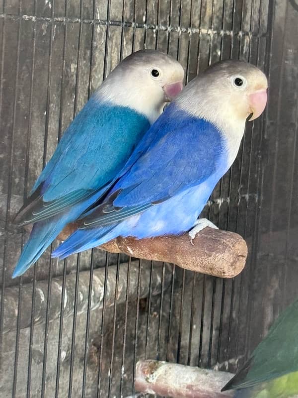 Lovebirds and Hogoromo Breeder pairs 14