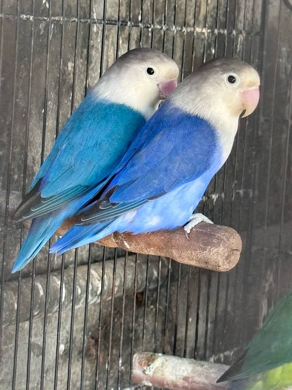 Lovebirds and Hogoromo Breeder pairs 15