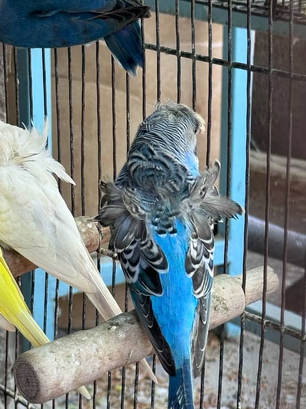 Lovebirds and Hogoromo Breeder pairs 17