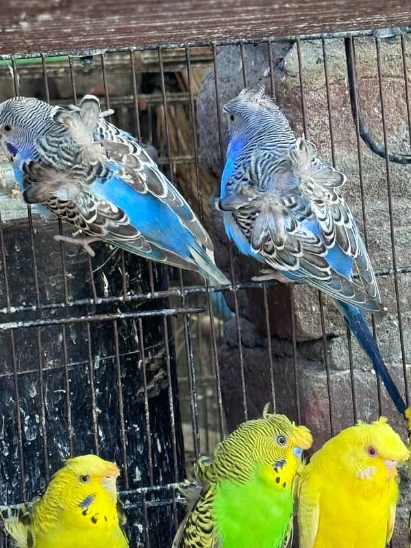 Lovebirds and Hogoromo Breeder pairs 18