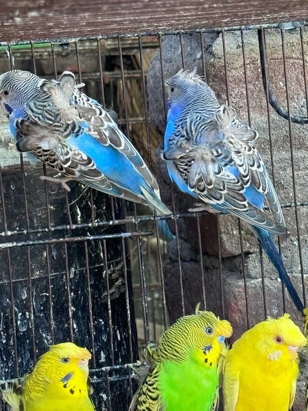 Lovebirds and Hogoromo Breeder pairs 19