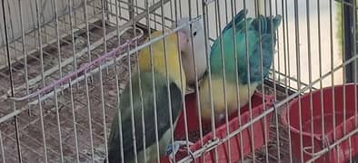 love birds 03 piece parlblue and split opaline plus cage