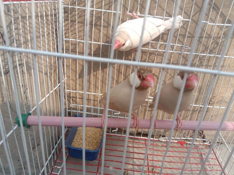 finches fawn and opal for sale 0