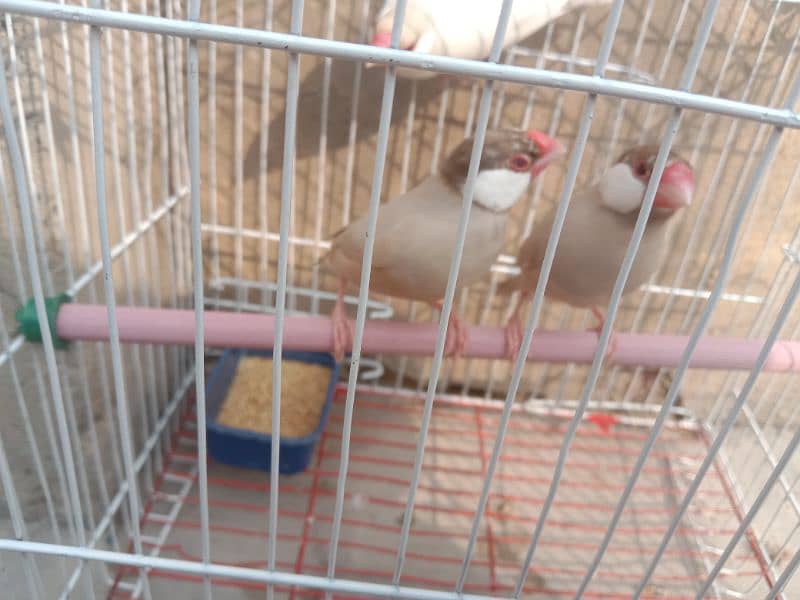 finches fawn and opal for sale 1