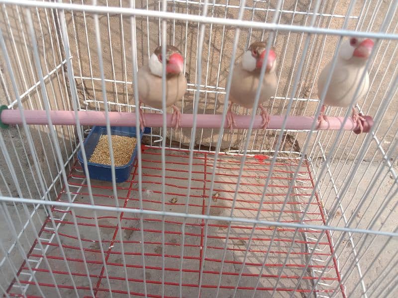 finches fawn and opal for sale 3