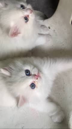 Persian kitten triple coated blue eyes