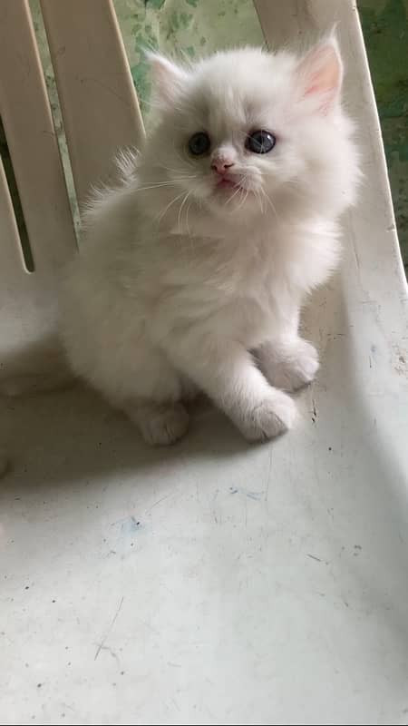 Persian kitten triple coated blue eyes 1