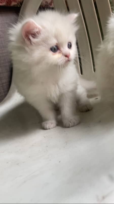 Persian kitten triple coated blue eyes 3