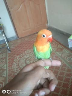 I am selling my hand tame love birds. whatsapp number 03215/1176/10