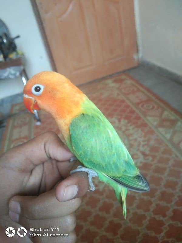 I am selling my hand tame love birds. whatsapp number 03215/1176/10 1