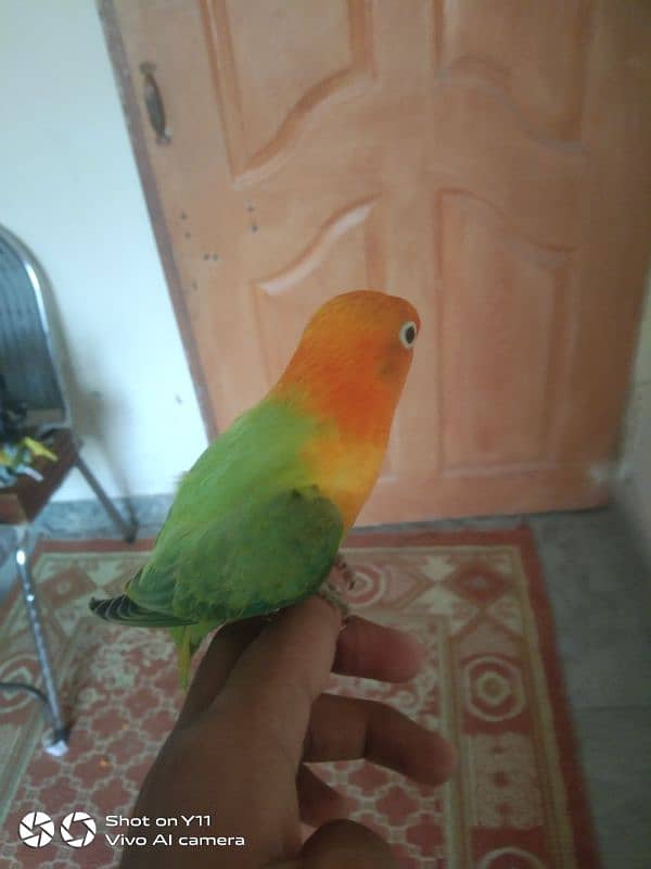 I am selling my hand tame love birds. whatsapp number 03215/1176/10 2