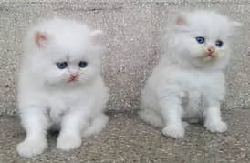 Persian kittens for adoption