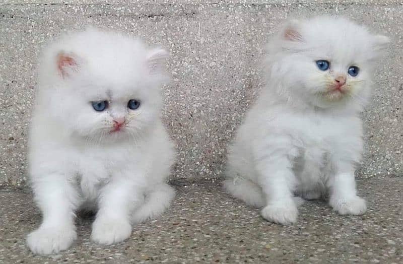 Persian kittens for adoption 0