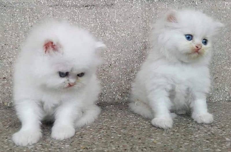 Persian kittens for adoption 1