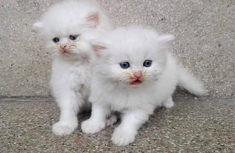 Persian kittens for adoption 3