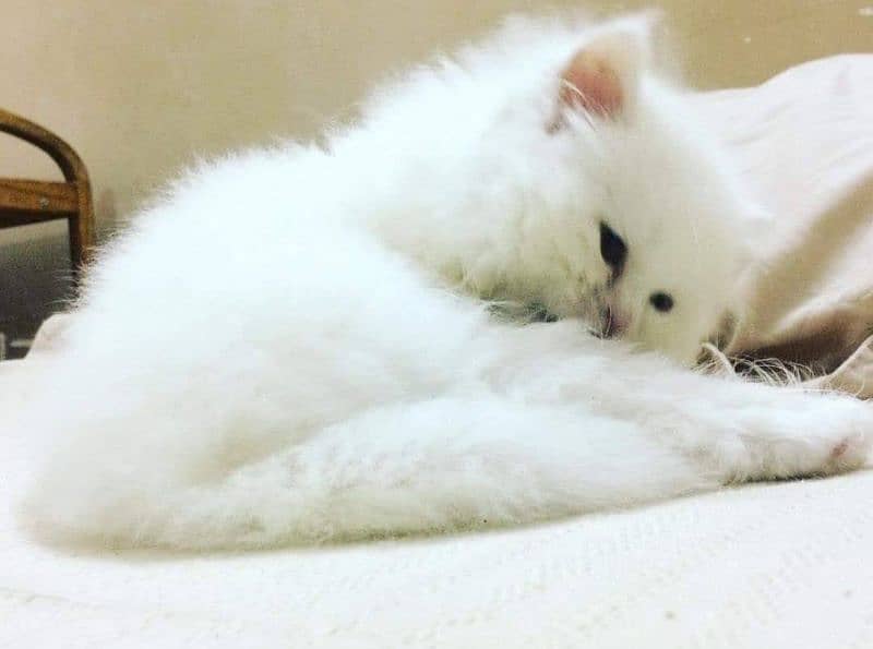 Persian kittens for adoption 4