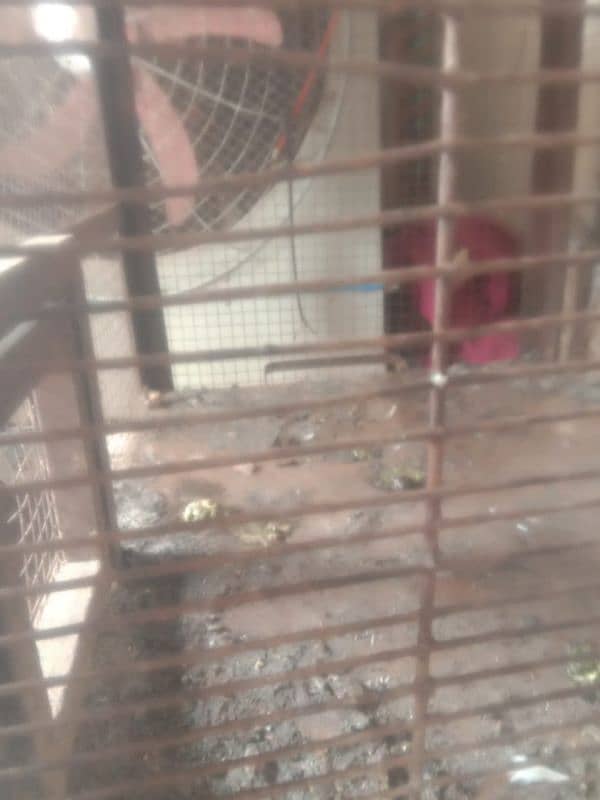 2cage for sale 3