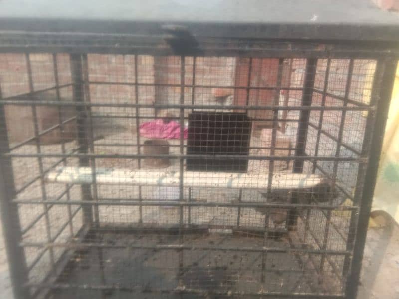 2cage for sale 12