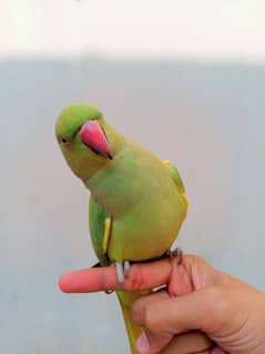 Handtane Green Parrot 