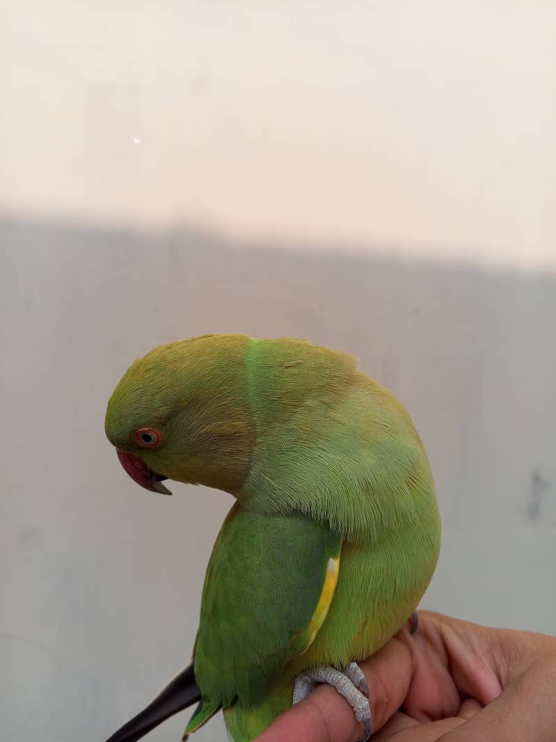 Handtane Green Parrot  1