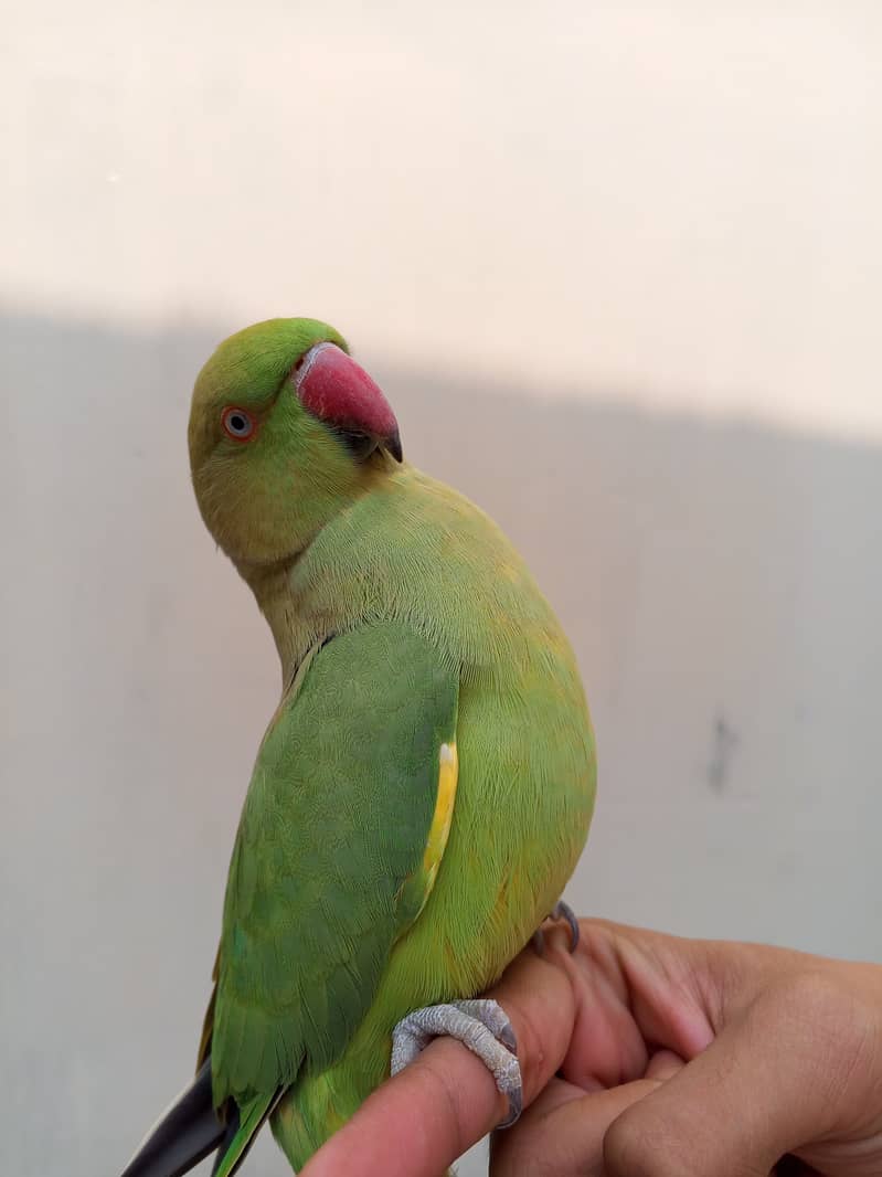 Handtane Green Parrot  2