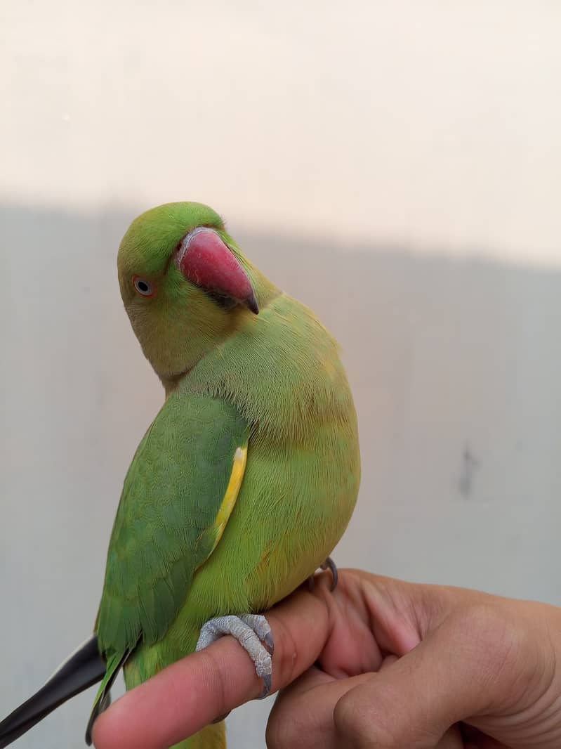 Handtane Green Parrot  3