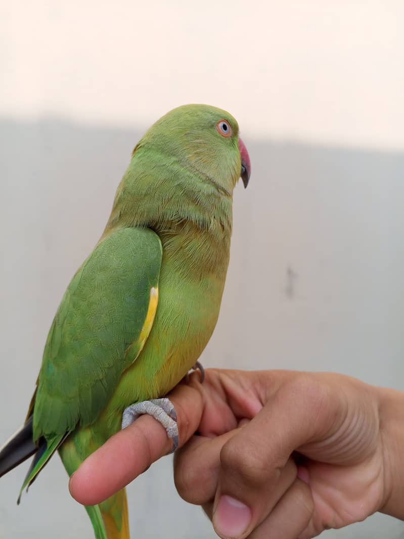 Handtane Green Parrot  4