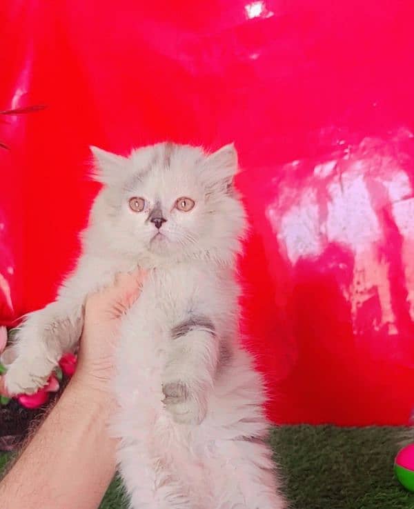 Persian White Female Triple Coated 8