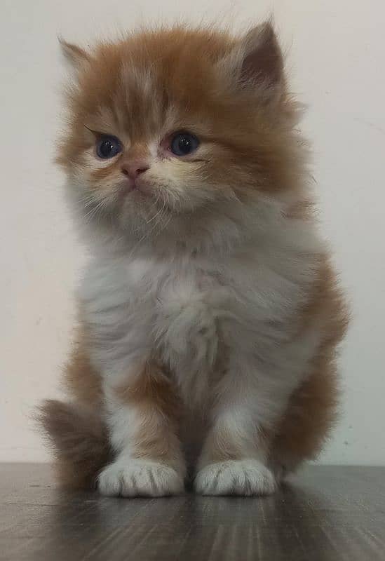 Persian punch face pure peke piki bloodline 6