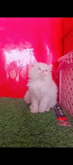 Persian White Kitten Triple Coated