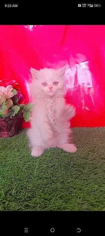 Persian White Blue Eyes Kittens Triple Coated 0