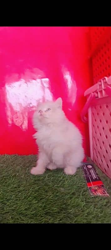 Persian White Blue Eyes Kittens Triple Coated 1