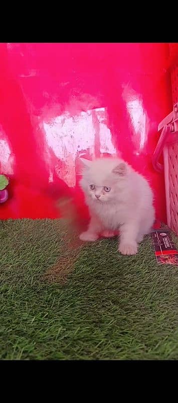 Persian White Blue Eyes Kittens Triple Coated 3