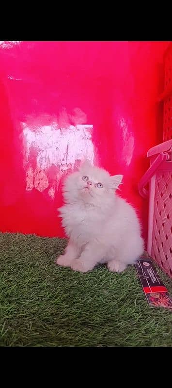 Persian White Blue Eyes Kittens Triple Coated 4